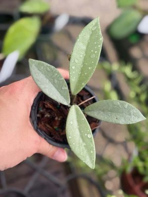 Hoya carnosa ‘Wilbur Graves’ (silver) (3″ pot)