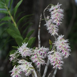 Dendrobium amethystoglossum (4" HB)