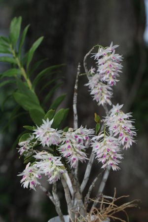 Dendrobium amethystoglossum (4" HB)
