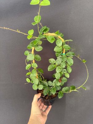 Hoya 'Mathilde' (4" pot) - Image 2