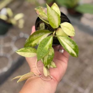 Hoya walliniana (variegated) (3" pot)