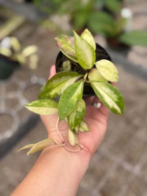Hoya walliniana (variegated) (3" pot)