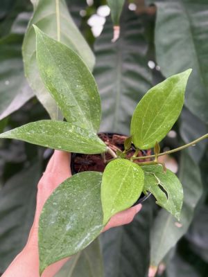 Hoya dolichosparte x unknown (4" pot) - Image 2