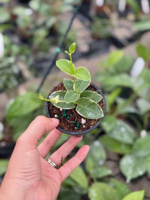 Hoya cumingiana (variegated) (3" pot) - Image 2