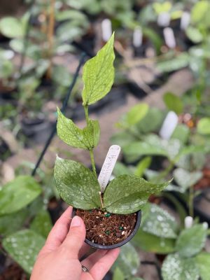 Hoya polyneura (full silver) (3" pot) - Image 2