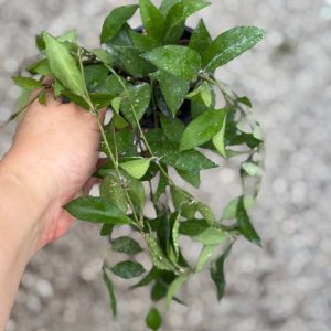 Hoya lacunosa 'Louisa's Silver' (3" pot) (REVERTED)