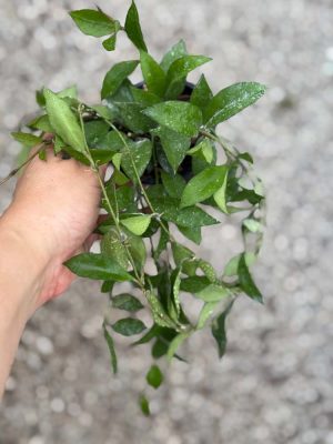 Hoya lacunosa 'Louisa's Silver' (3" pot) (REVERTED)