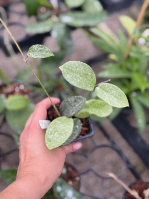 Hoya carnosa 'Nova Ghost' (2.5" pot) - Image 2