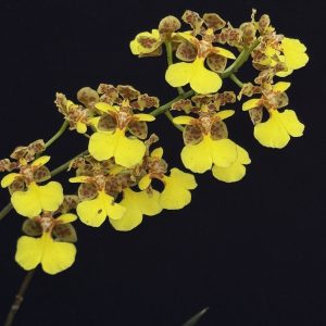 Oncidium sprucei 3" pot