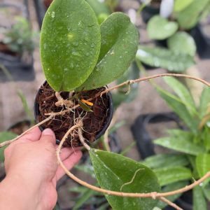 Hoya 'Dossy' MB-1219 (4" pot)