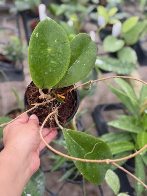 Hoya 'Dossy' MB-1219 (4" pot)