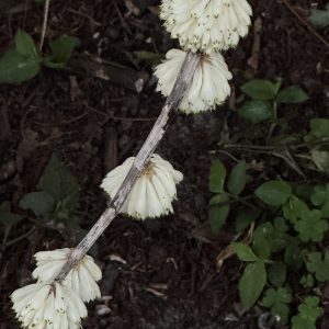 Dendrobium purpureum 'Alba'- Please, email us for availability