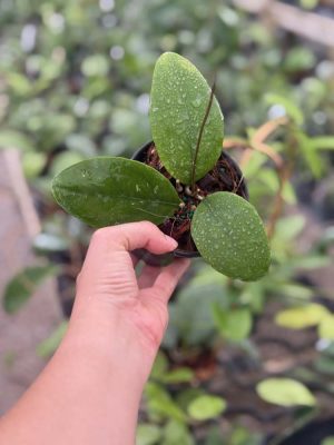 Hoya rintzii (larger, rounder, green leaves) (4" pot) - Image 2