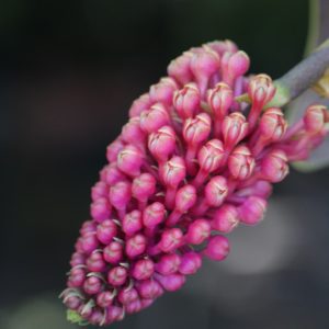 Robiquetia cerina (Red Form)