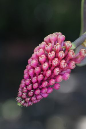 Robiquetia cerina (Red Form)