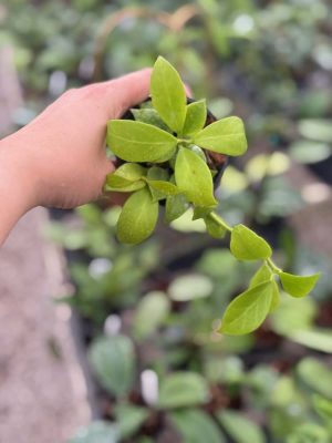 Hoya rosarioae (3" pot) - Image 3