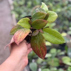 Hoya NOID (4" pot) (dollar add-on) (ONE add-on PER PERSON, extras WILL be removed from order)