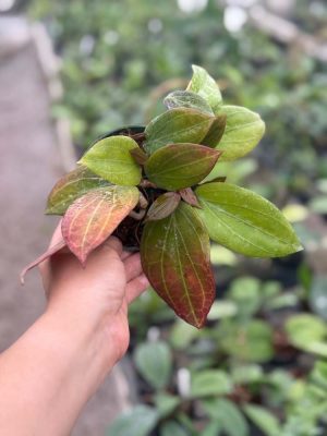 Hoya NOID (4" pot) (dollar add-on) (ONE add-on PER PERSON, extras WILL be removed from order)