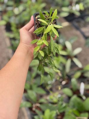 Hoya sp. ‘Mini kentiana’ (2.5″ pot) (dollar add-on) (ONE add-on PER PERSON, extras WILL be removed from order) - Image 2