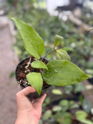 Hoya sp. 24 Nakorn Sri Thumarat (5" pot) (dollar add-on) (ONE add-on PER PERSON, extras WILL be removed from order) - Image 2