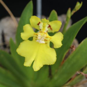 Oncidium pusilla, Psygmorchis pusilla- mounted (miniature)