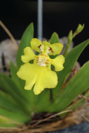 Oncidium pusilla, Psygmorchis pusilla- mounted (miniature)