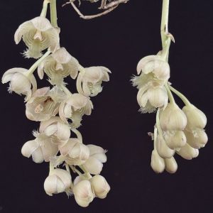 Clowesia warczewitzii (Please, email us for availability)