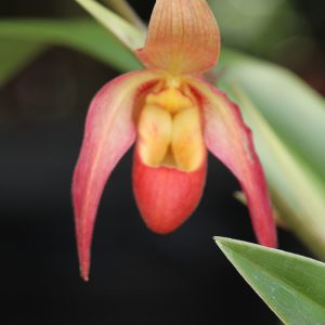 Phragmopedilum Nicolle Tower