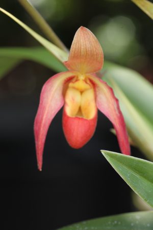 Phragmopedilum Nicolle Tower