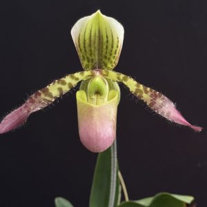 Paphiopedilum 'Charlene' (liemianum x haynaldianum) - Please, email us for availability