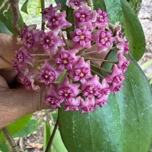 Hoya 'Candi Crush' (RHM 2053) (3.5" pot)