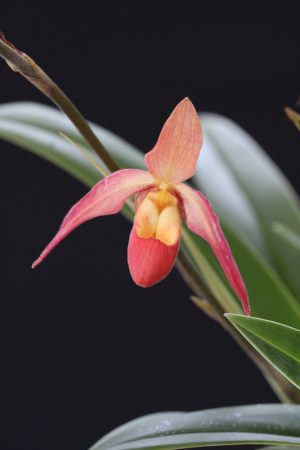 Phragmopedilum Nicolle Tower - Image 2