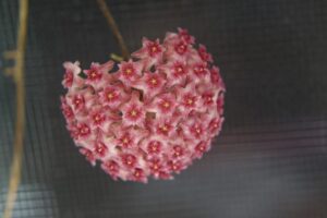Hoya paulshirleyi (3" pot) - Image 4