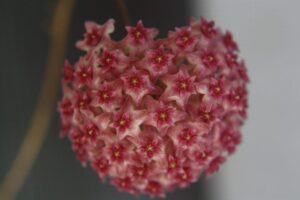 Hoya paulshirleyi (3" pot) - Image 3