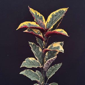 Clerodendrum quadriloculare (Variegated) - Shooting Stars (6" pot)