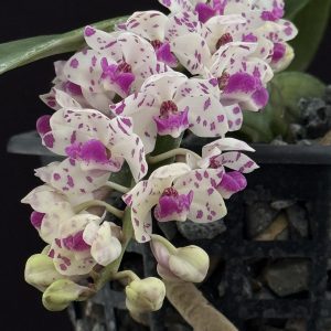 Rhynchostylis gigantea 'Pink Spots' (6" pot) (very fragrant)