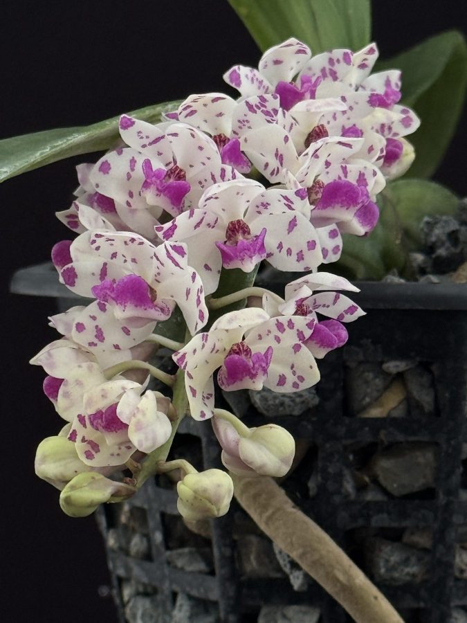 Rhynchostylis gigantea 'Pink Spots' (6" pot) (very fragrant)