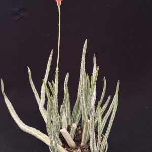 Senecio stapeliiformis (6" pot)