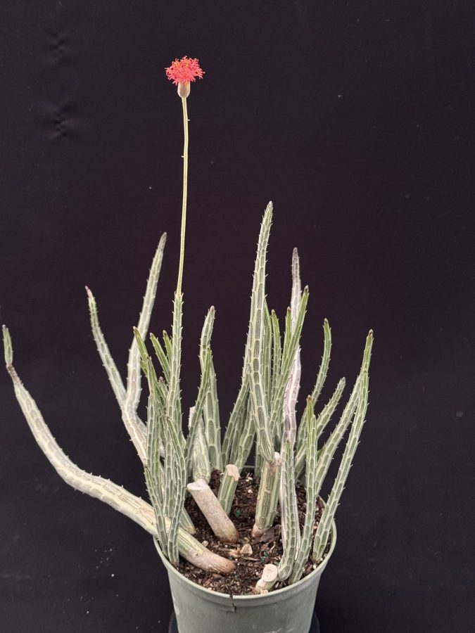 Senecio stapeliiformis (6" pot)