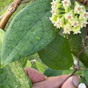 Hoya 'Green Queen' GN-10 (H. finlaysonii x unknown) (3.5" pot)