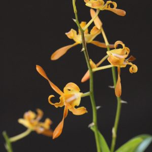 Dendrobium tangerinum (3" pot)