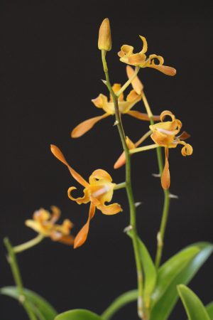 Dendrobium tangerinum (3" pot)