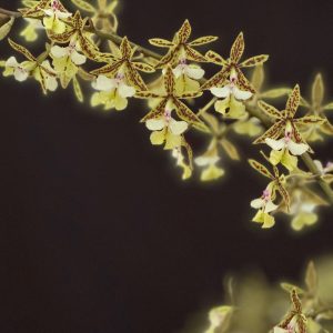 Epidendrum stamfordianum (4" HB)