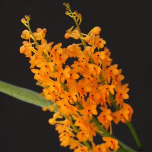 Ascocentrum/ Vanda garayi- mounted (Email us for availability)