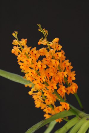 Ascocentrum/ Vanda garayi- mounted (Email us for availability)