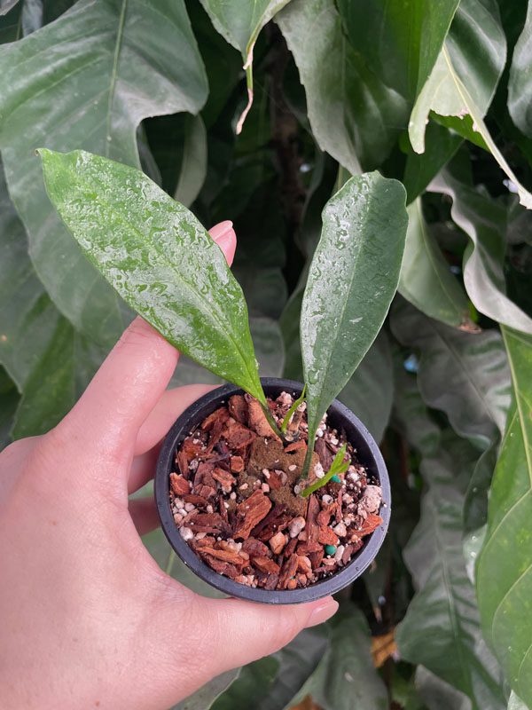 Hoya occultata (2.5″ pot) – Gardino Nursery