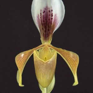 Paphiopedilum gratrixianum/christensonianum - Please, email us for availability