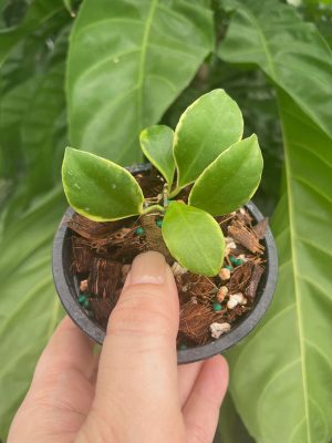 Hoya heuschkeliana (outer-variegated) (3" pot) - Image 2