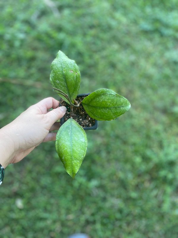 Hoya sp. Chicken Farm (3.5" pot) (Our OG) - Image 2