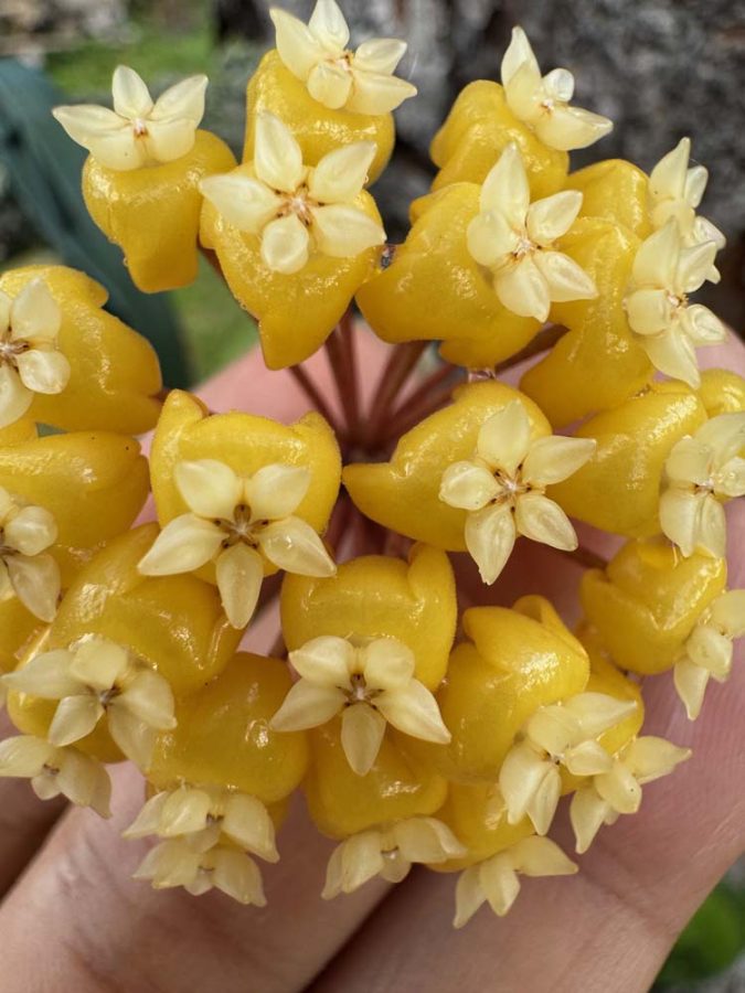 Hoya 'Golden Phoenix' GN-08 (H. ilagiorum x unknown) (3″ pot
